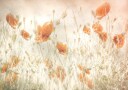 Poppies in the field Poster Plakat / 21x30cm