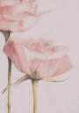 Two Roses Plakat Plakat / 21x30cm