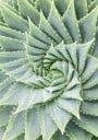 Spiral Aloe Plant Art Plakat Plakat / 40x50cm