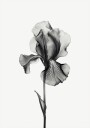 Abstract Iris Plakat Plakat / 30x40cm