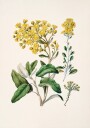 Daisy   Brachyglottis Drawn By Sarah Featon 1848–1927 Plakat Plakat / 21x30cm