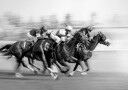 Galloping Racehorses Plakat / 100x150