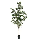 Mr Plant Benjaminfiken 240 cm