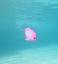 Swims Rainbow Reef Rainbow Fish 6072523