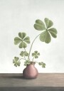 Four Leaf Clovers Luck Plakat Plakat / 100x150cm