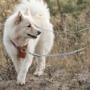 Hurtta Venture No-Pull Hundesele - Coral (35-40cm)