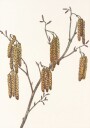 Hazel Alder alnus Regosa From North American Wildflowers 1925 By Mary Vaux Walcott. Poster Plakat / 21x30cm