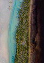 Mangrove Symphony Plakat Plakat / 100x150cm