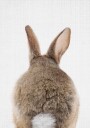 Peekaboo Bunny Tail Poster Plakat / 100x150cm
