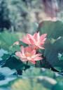 Blooming Lotus Flower Plakat Plakat / 40x50cm