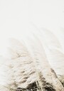Reed In Wind Plakat Plakat / 50x70cm