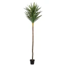 Mr Plant Yucca Tre 250 cm