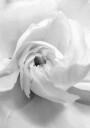 White Rose No. 1 Plakat Plakat / 100x150cm