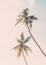 Tropical Palms Poster Plakat / 50x70cm