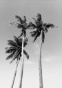 Three Palm Trees Plakat Plakat / 100x150cm