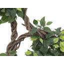Europalms Ficus Spiral Trunk, 160cm
