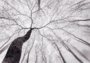 A view of the tree crown Plakat Plakat / 40x50cm