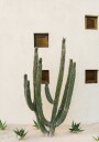 Cabo Cactus IX Poster Plakat / 21x30cm