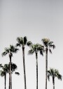 Palm Trees 5 Poster Plakat / 40x50cm