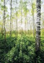 Birch Grove vertical Plakat / 40x50cm