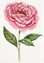 01 Peonie Salomebiermanillustration Plakat Plakat / 50x70cm