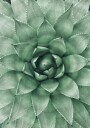 Green Succulent Plant Design Plakat Plakat / 70x100cm