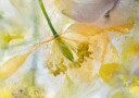 Papaver Ice Plakat / 70x100