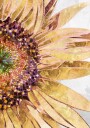 Golden sunflower Plakat / 40x50cm