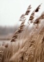 Golden Grass in Warm Breeze Plakat Plakat / 30x40cm