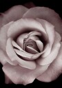 Pink Rose Plakat Plakat / 100x150cm