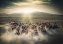 Wild Horses Poster Plakat / 50x70cm