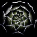 Sempervivum Rosette Poster Plakat / 50x50cm