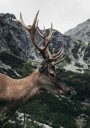 Deer in Profile Plakat Plakat / 70x100cm