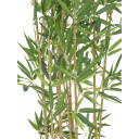 Europalms Bamboo In Bowl, 150cm