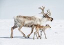 Reindeer With Offspring Plakat Plakat / 30x40cm