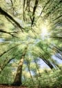Beech Forest Plakat Plakat / 50x70cm