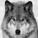 Wolf Portrait Plakat Plakat / 40x40cm