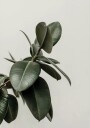 Rubber Plant Leaves Plakat Plakat / 21x30cm