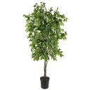 Mr Plant Benjaminfiken 165 cm