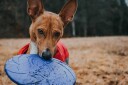 Stor Frisbee Til Hund I Gummi 22 cm