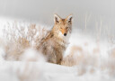 Coyote sitting on the snow Plakat Plakat / 30x40cm