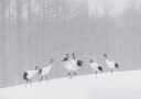 Red crowned Cranes Snowfall Plakat / 21x30