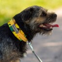 Kusse & Kutta Kusse&Kutta Hundhalsband Solsikke (4)