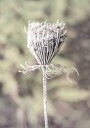 Frozen Laceflower Plakat Plakat / 50x70cm