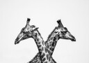 Two Giraffes Plakat Plakat / 40x50cm