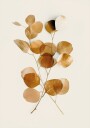 Gold Leaves Eucalyptus №2 Plakat Plakat / 100x150cm