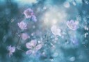 Dreamy Bokeh Flowers Plakat / 40x50