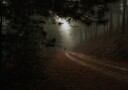 Misty Forest Path Plakat / 70x100