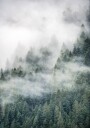 Tree Top Fog Plakat Plakat / 100x150cm
