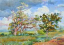 Acacia is blooming Plakat Plakat / 70x100cm